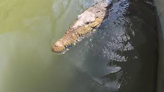 American Crocodile quotCrocodylus acutusquot in Black River Jamaica [upl. by Yelknirb]