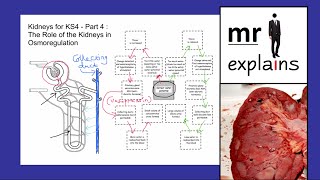 mr i explains Kidneys for KS4  Part 4 The Role of Kidneys in Osmoregulation [upl. by Bernstein99]