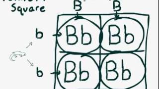 Reptile Breeding Genetics part 2 Simple Recessive Crosses Punnett Square [upl. by Ayom]