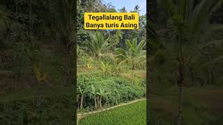 Tegalalang Bali Banyak Turis Asing [upl. by Polinski]