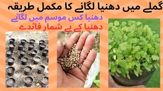 How to grow coriander at home quot dhaniya kase lugayeinquot best tips grow coriander quot urdu quothindi mousam [upl. by Burne]