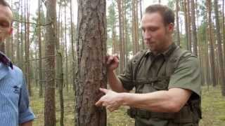 Staffel 1  Episode 2 Kambium  Noris Bushcrafters [upl. by Ahseuqal]