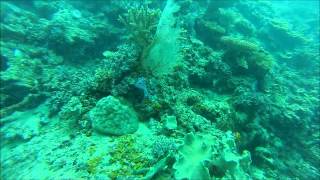 Diving Yadua Island 1 Fiji [upl. by Dustin]