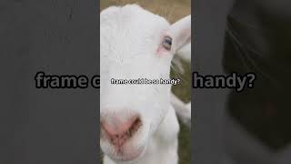 Fainting Goats and Their Genetic Condition Natures Quirky Response shorts video animals [upl. by Milewski]