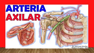 🥇 Anatomía de la ARTERIA AXILAR Ramas Relaciones [upl. by Llenoj]