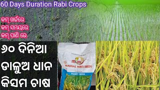 ୬୦ ଦିନିଆ ଡାଳୁଅ ଧାନ 60 days duration rabi crops Rabi Dhana Variety [upl. by Annaeed930]