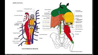 10 6 Système AZYGOS rapport de loesophage [upl. by Nanete703]