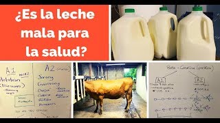 ¿Es la leche mala para la salud LECHE A1 VS LECHE A2 [upl. by Jalbert]