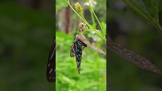 Flower mantis Creobroter sp eats butterfly Tirumala septentrionis [upl. by Ahsaeym566]