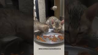 Kittens eating Whiskas cat food Cat eating ASMR  catvideos catfood [upl. by Myrtie51]