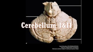 Free Anatomy Classes  CerebellumII  Exam Preparation  voice recordingAnatomy Shortcut [upl. by Corel477]