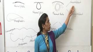 Morphogenesis of brain Lecture BSc Zoology by Priya Rathore [upl. by Jilli]