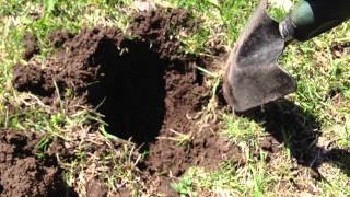 Mole trapping made easy 2013 [upl. by Nagoh]