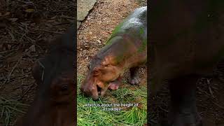 WHAT are Pygmy Hippos [upl. by Haydon807]