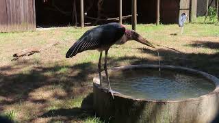 Marabou storks foraging drinking social behaviour and sunbathing with a hooded vulture [upl. by Fielding]