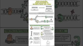 REPLICACIÓN ADN 🧬 replicación ADN biología DibujosCuquis Educación AprenderEsDivertido [upl. by Aytida]