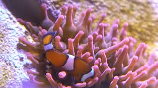 Stock Video  Clownfish swimming in Sea Anemone [upl. by Acile]