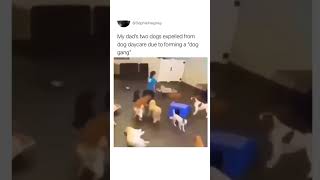 Two Dogs Expelled From Daycare For Making A “Dog Gang” 😆 [upl. by Ehctav]