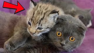 Tiny Lynx Rescued from Zoo Grows Up with a Cat – Now They Become Inseparable [upl. by Marta]