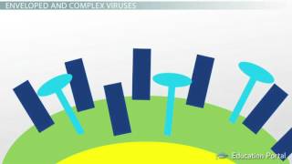 Shapes of a Virus Helical Icosahedral Prolate Complex Enveloped Video Lesson Transcript [upl. by Spurgeon]