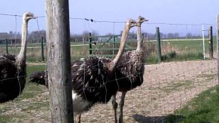 Straußenfarm in Hohenfelde an der Ostsee [upl. by Jennica532]