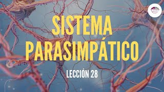 28 SISTEMA PARASIMPÁTICO FISIOLOGÍA DEL SISTEMA NERVIOSO [upl. by Hansel]