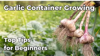 Grow Garlic at HOME Like a PRO with These Container Tips [upl. by Artap]