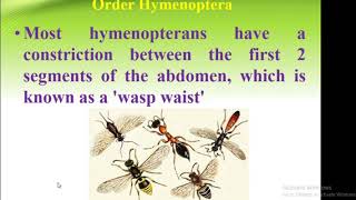 Classification Of Insect Order Hymenoptera  Forest Education [upl. by Atnauqahs]