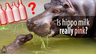 Is hippo milk really pink [upl. by Spense667]