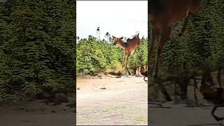 Guard Dog Takes on DEER in Backyard Showdown [upl. by Aimej354]