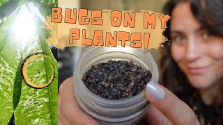 I RELEASED 1000 BUGS INTO MY HOUSE for pest management  Houseplant Care Vlog [upl. by Trevorr]