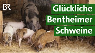 Alte Nutztierrasse Bentheimer Schweine in artgerechter Weidehaltung  Unser Land  BR [upl. by Nomyar145]