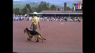 Police dog catch bad boys  Polizeihund fängt Räuber Show 1990 [upl. by Bohon15]