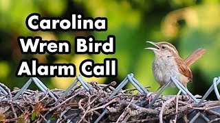 Carolina Wren Bird Alarm Call  Bird Sounds  Bird Voice Sound [upl. by Anatsirhc]