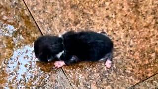 A newborn kitten abandoned on the cold ground struggles to crawl and cry out but is ignored💔 [upl. by Kiefer804]