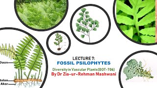 Lecture 7 Fossil Psilophytes  Psilophyton  Rhynia  Asteroxylon  Zosterophyllum [upl. by Nahtnanhoj]