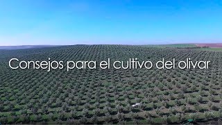 Consejos para el cultivo del olivar [upl. by Nob]