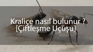 Kraliçe Karınca nasıl bulunur  Uçuş evleri nasıl gerçekleşir [upl. by Eiramanit]