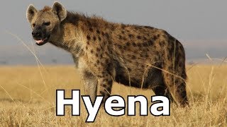 Hyena Sounds amp Hyena Pictures  The Sound a Hyena Makes [upl. by Basir981]