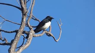 Willie Wagtail singing [upl. by Eirellav]