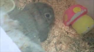 LopEared Rabbits for Sale  Clipsley Pets amp Aquatics [upl. by Renell]