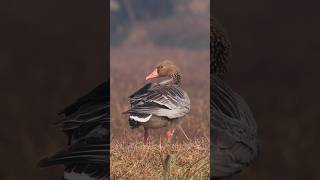 Greylag Goose birdphotography wildlife [upl. by Adnahsor]