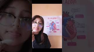 Anatomia del Corazon  Morfofisiologia  1er Semestre [upl. by Dnomyar]