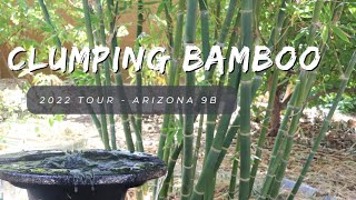 2022 Clumping Bamboo Collection Tour  AZ 9B [upl. by Assirahc87]