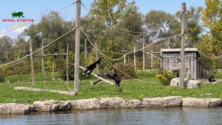 The White Handed Gibbon’s  The lar gibbon’s 4K [upl. by Beall]