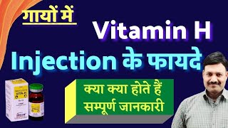 Injection Vitamin H for Cows Benefits [upl. by Diraj]