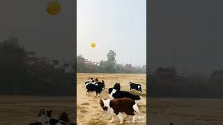 Dog play with balloon shortvideo funny youtubeshorts [upl. by Enahc]