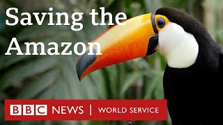 Why are we failing to protect the Amazon rainforest  The Climate Question BBC World Service [upl. by Moclam161]