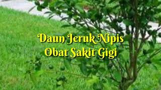 Daun Jeruk Nipis Obat Sakit Gigi [upl. by Nnylatsyrk210]