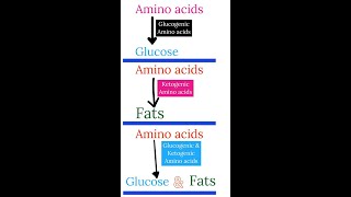 What are Glucogenic amp Ketogenic amino acids  biology biochemistry shortsfeed aminoacid protein [upl. by Anileve]